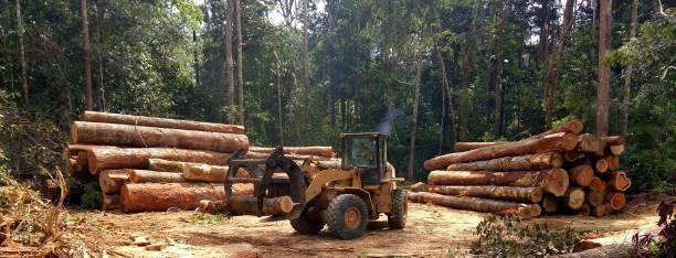 How Our Tree Care Process Works  in  Orange Cove, CA