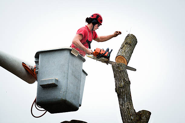 Orange Cove, CA Tree Care Company